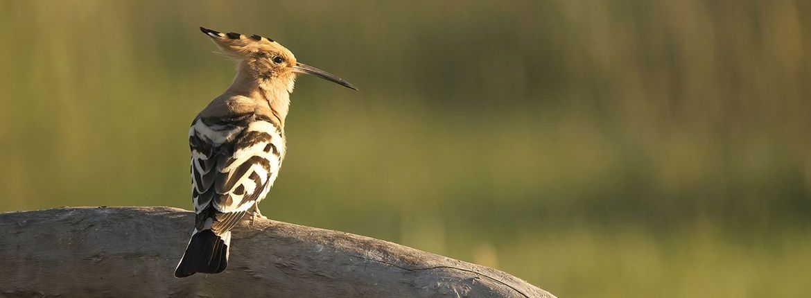 Hop / Anton de Koning, Vogelfotogalerij