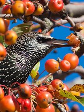 Spreeuw in fruitboom / Shutterstock