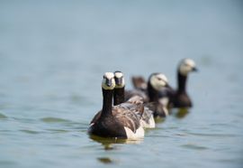 Brandganzen op een rij