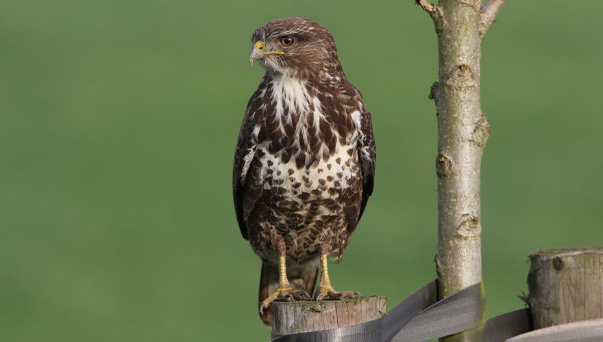 Buizerd / Ad Sprang