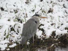 Reiger bij de Dinkel 