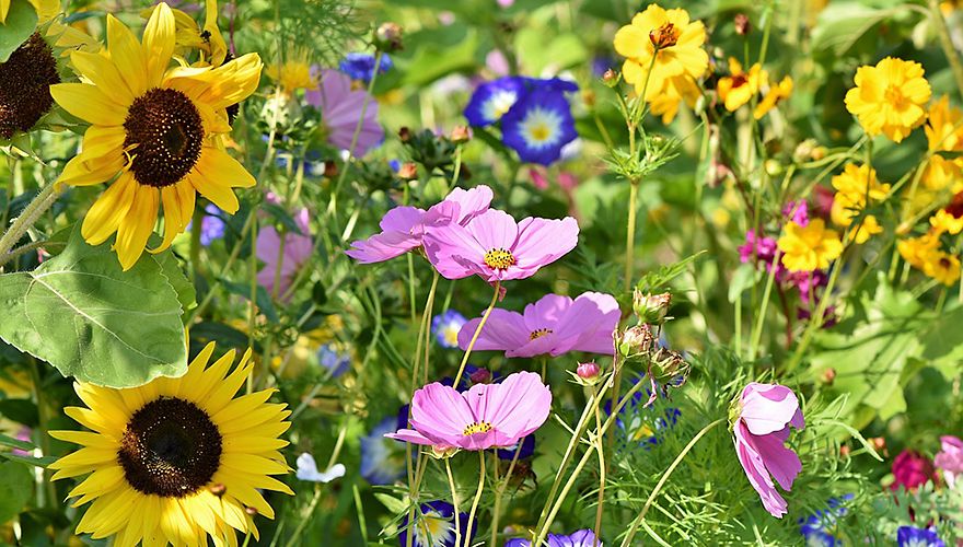 een bloemenzee; zónder groene vingers | Vogelbescherming