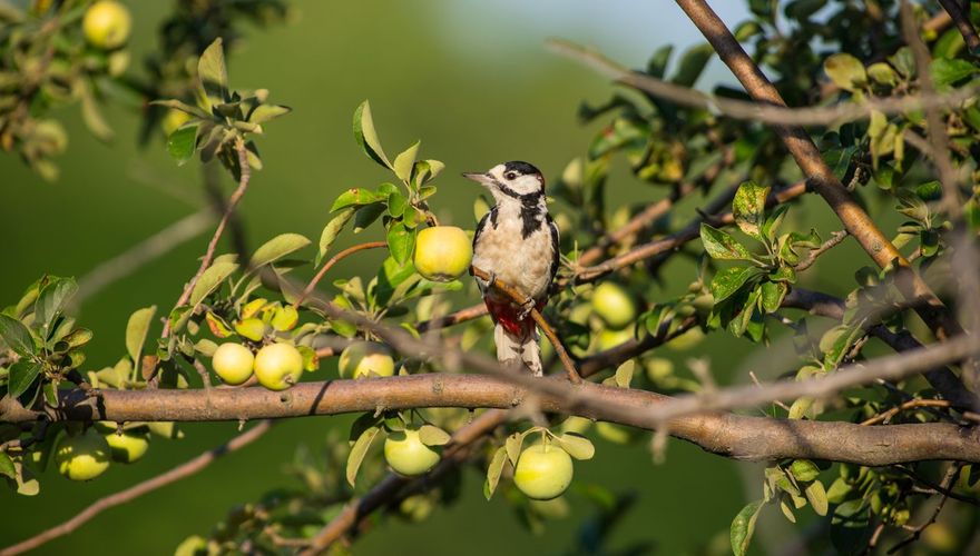 Grote bonte specht in appelboom / Shutterstock