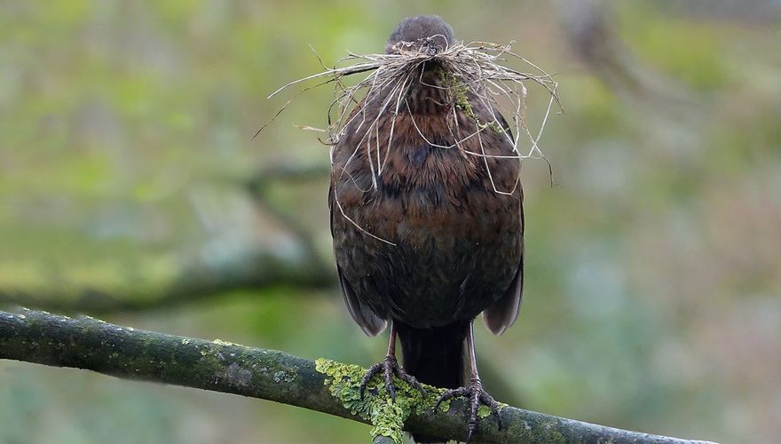 Merel met nestmateriaal / Alphons Borst - Fotogalerij