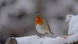 De eerste echte sneeuw