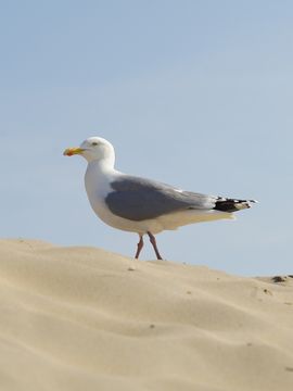 Meeuw op het duinzand