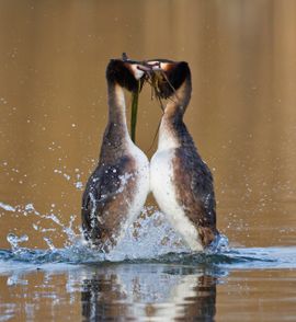 Pinguindans.