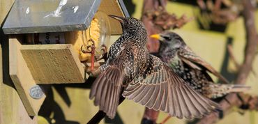 Spreeuw / Koos Dansen