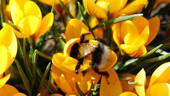 Hommel krokus - Shutterstock