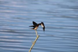 Voedsel vanuit de lucht