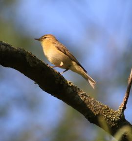 De lente is begonnen