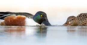 Slobeend / Wouter Roepel