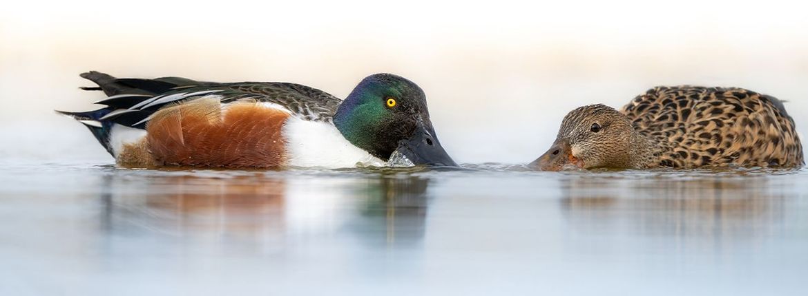 Slobeend / Wouter Roepel