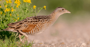 Kwartelkoning / Shutterstock