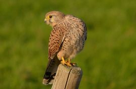 Torenvalk vrouwtje zit op de uitkijk.