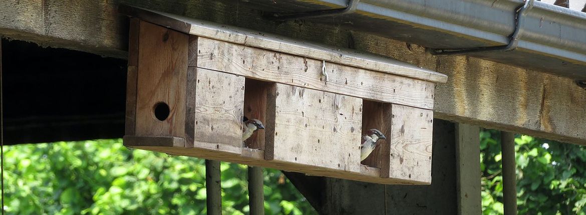 Nestkast huismussen / Marco Renes Brabants Landschap