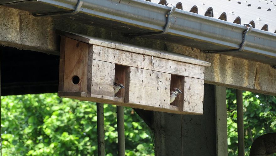 Nestkast huismussen / Marco Renes Brabants Landschap