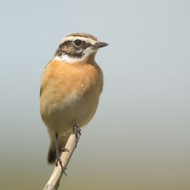 paapje in de wieden