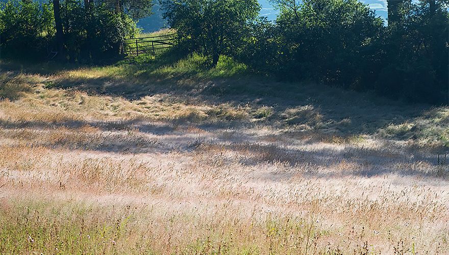 Kruidenrijk veld Bulgarije / Marc Guyt Agami