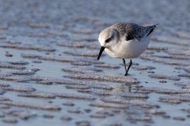 Foeragerende Drieteenstrandloper