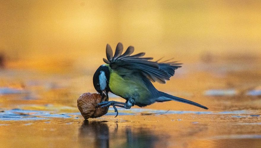Koolmees walnoot / Mirjam-Steverink -Fotogalerij
