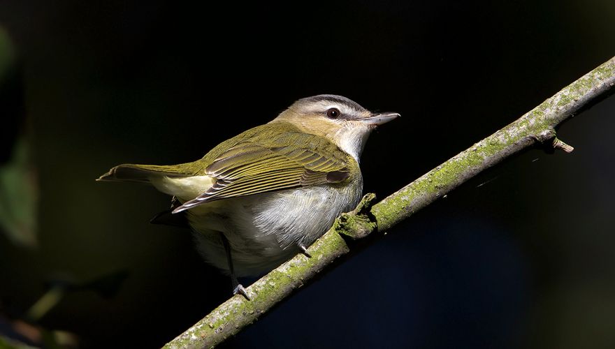 Roodoogvireo-Alex Bos