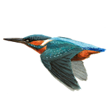 IJsvogel / Elwin van der Kolk