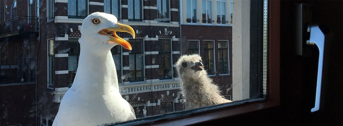 Zilvermeeuw met jong /Jeanet Dijkstra Fotogalerij