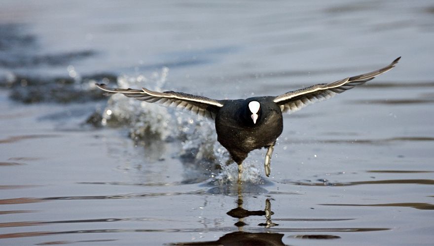 Meerkoet / Marc Guyt, AGAMI