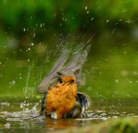Roodborstje in bad