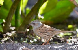 Voel me wel veilig in deze tuin