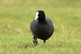 Meerkoet aan de wandel