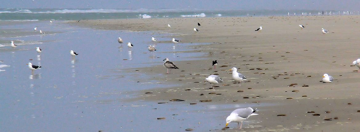 Terschelling / Hans Peeters