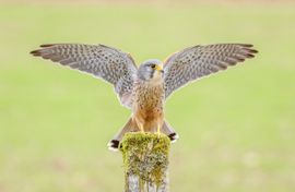 Met gespreide vleugels