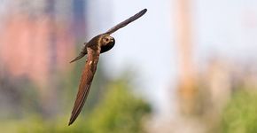 Gierzwaluw / Shutterstock Gierzwaluw / Shutterstock