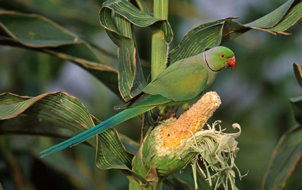 | Vogelbescherming