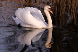 Spiegelende knobbelzwaan