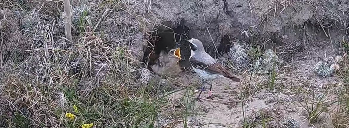 Tapuit / Beleef de Lente