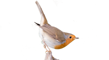 Roodborst / Jelle de Jong