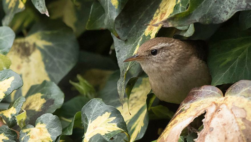 Winterkoning klimop / Adri de Groot Vogeldagboek.nl