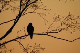 buizerd bij zonsondergang