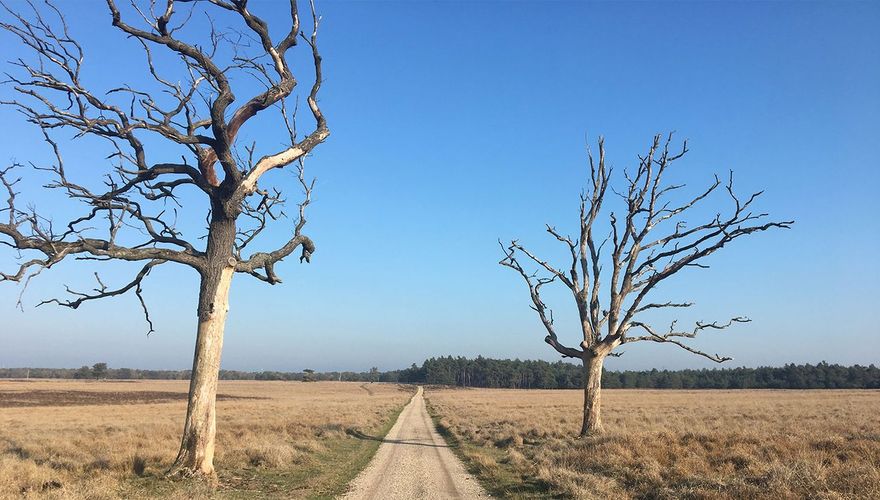 Deelerwoud / Betty Natuurmonumenten