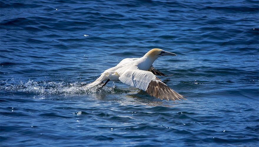 Jan-van-gent / Shutterstock