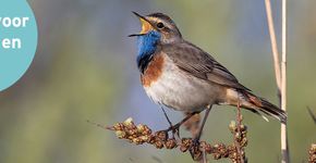 Blauwborst / Birdphoto