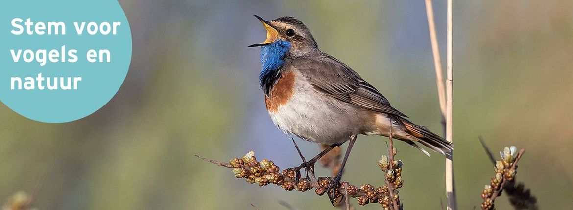 Blauwborst / Birdphoto