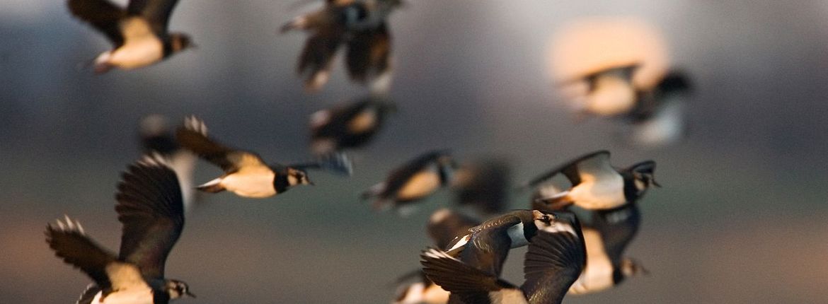 Kievit / Marc Guyt, AGAMI