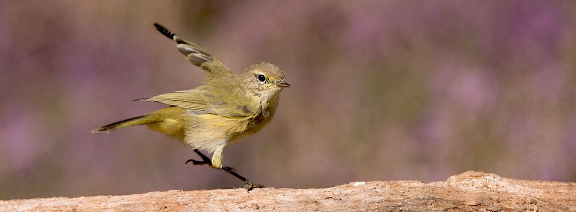 Kleine vogeltjes… | Vogelbescherming