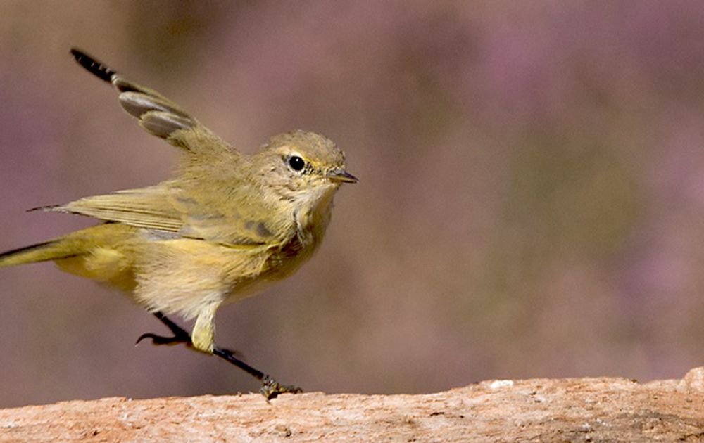 Kleine vogeltjes… | Vogelbescherming