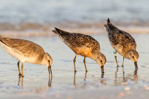 Kanoet / Shutterstock