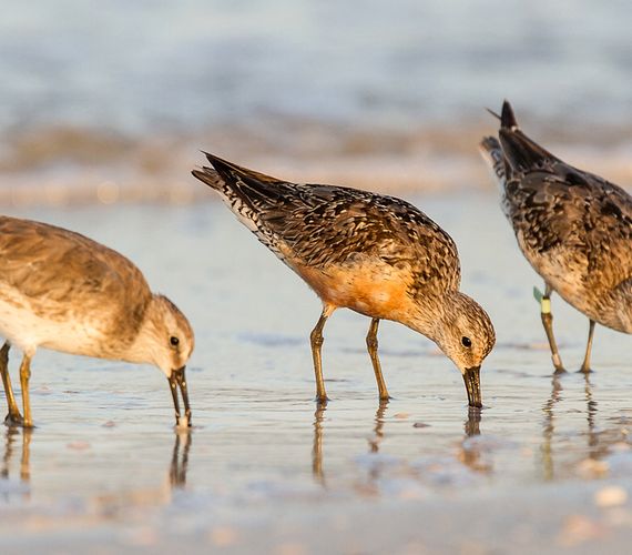 Help vogels tijdens hun trektocht